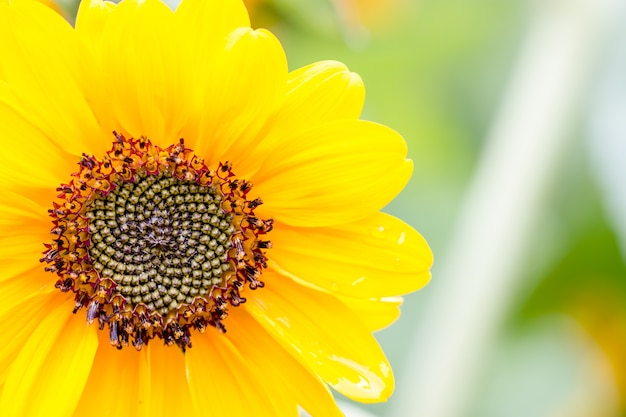 Close up of sunflower