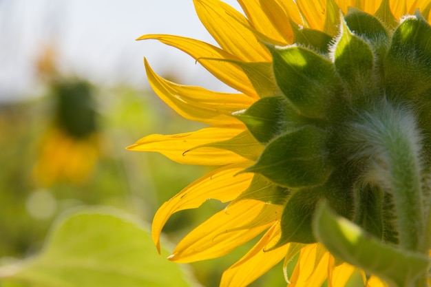 close up of a sunflower 