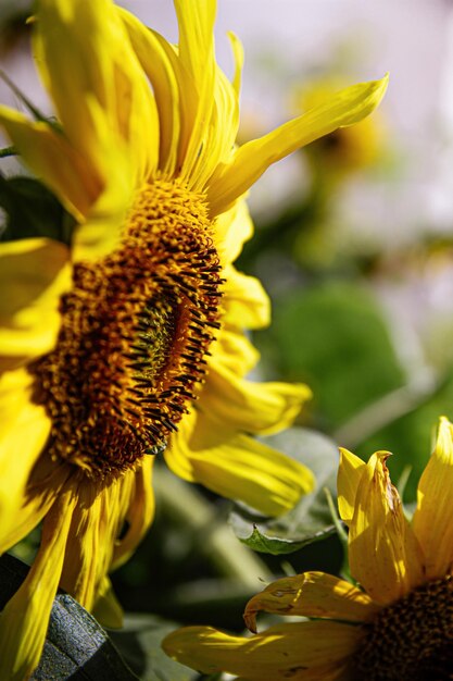 Foto chiuda in su del girasole