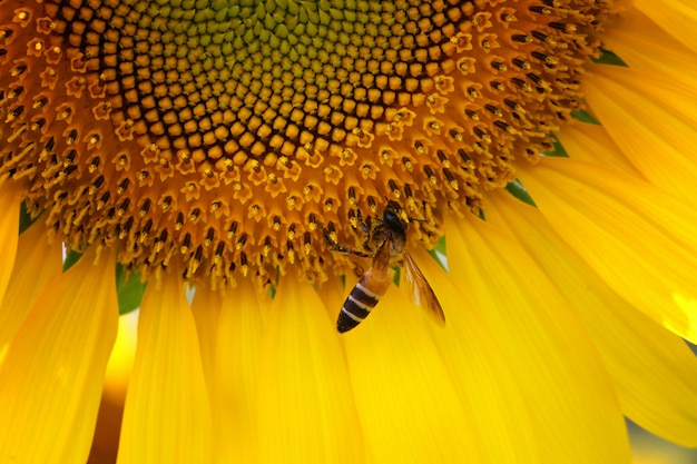 写真 クローズアップのヒマワリが咲いており、蜂が蜜を食べています。