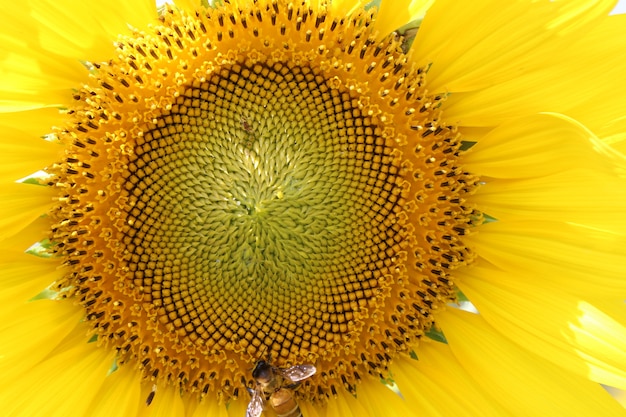 Подсолнухи крупным планом цветут и пчелы едят нектар.