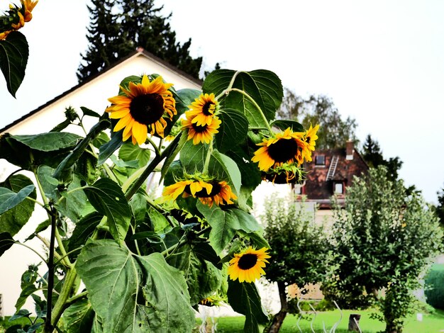 Close-up of sunflowers blooming against clear sky