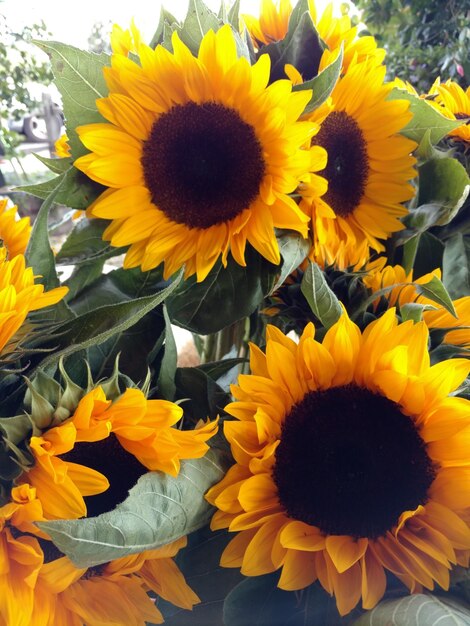 Close-up of sunflowers blooming outdoors