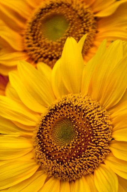 Photo close-up of sunflowers blooming outdoors