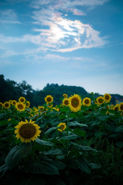 close-up of sunflowers on field against sky