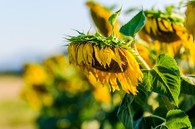 空に照らされた畑の太陽花のクローズアップ