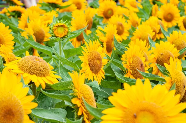 Close up sunflowers field for background