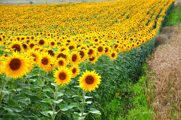 Close-up of sunflowers on field