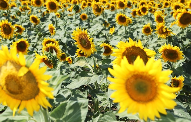 Close-up of sunflowers on field