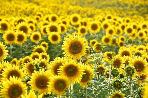 Close-up of sunflowers on field