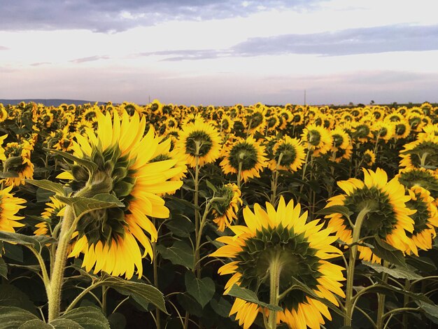 Close-up of sunflowers in field