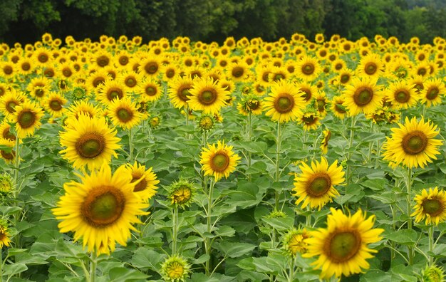 Close-up of sunflowers on field