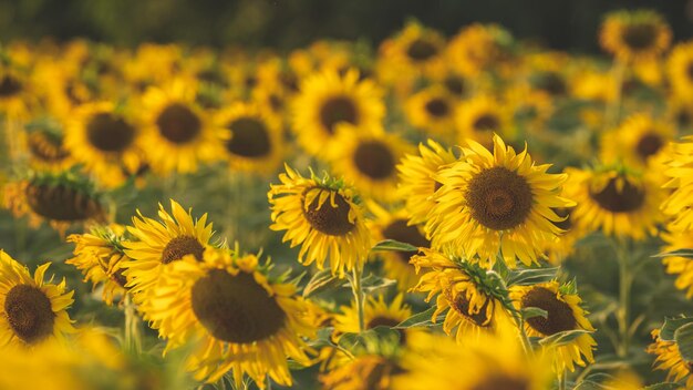 Close-up of sunflowers on field