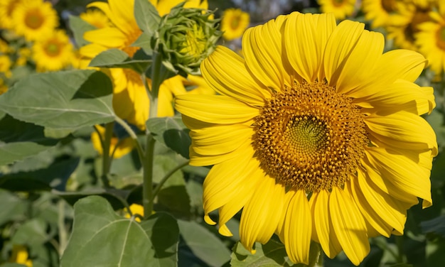 Close up of sunflowers in field