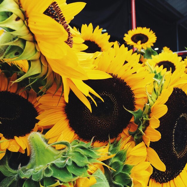 Close-up of sunflowers outdoors