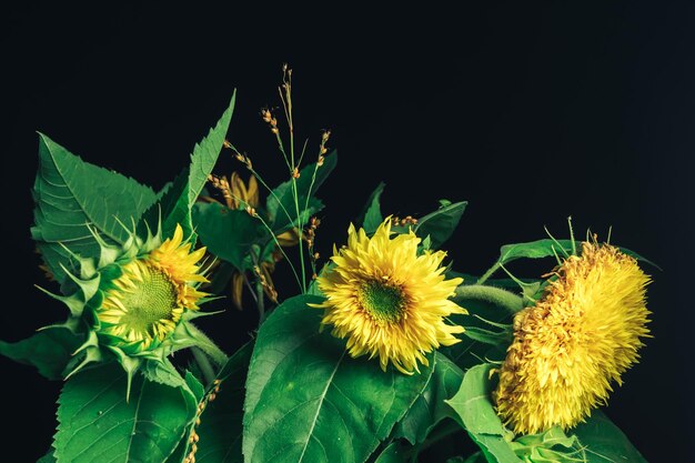 Close up sunflowers plant on a black Beautiful plant minimal Minimalism retro style concept Backg