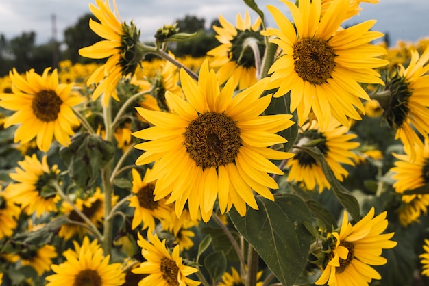 Close-up of sunflowers within a wide field