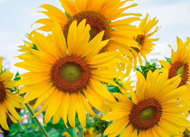 Close-up of sunflowers