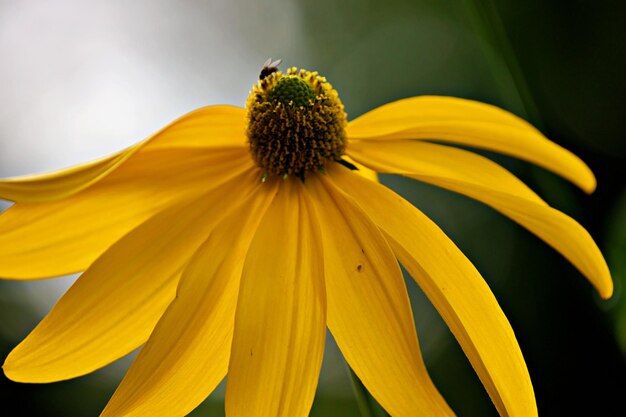 Close up sunhat flower