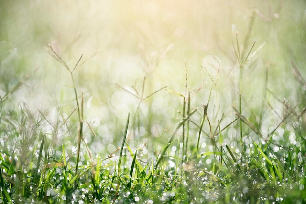 Photo close-up of sunlight falling on wet plants