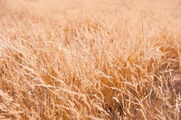 Photo close-up of sunny field