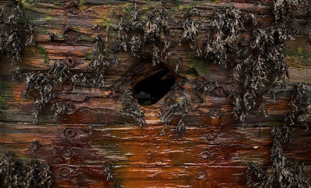 Close up surface of old wooden boat of old shipyard side