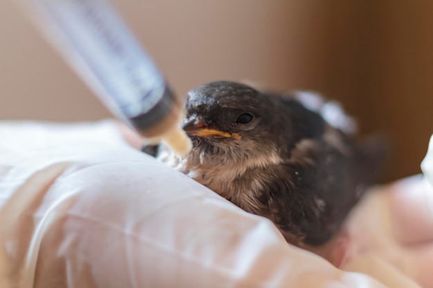 Photo close-up of a swallow baby bird
