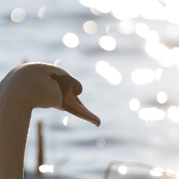 Photo close-up of swan against lake