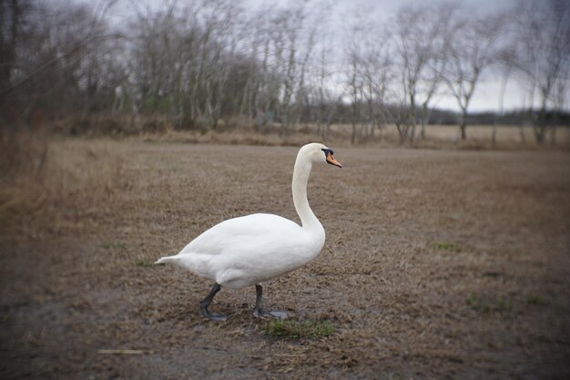 Photo close-up of swan on field