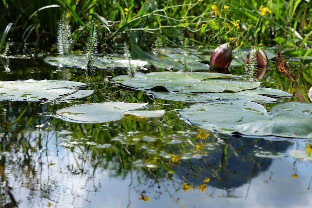 Foto close-up di un cigno che galleggia sull'acqua di un lago