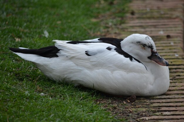 Close-up of swan on grass