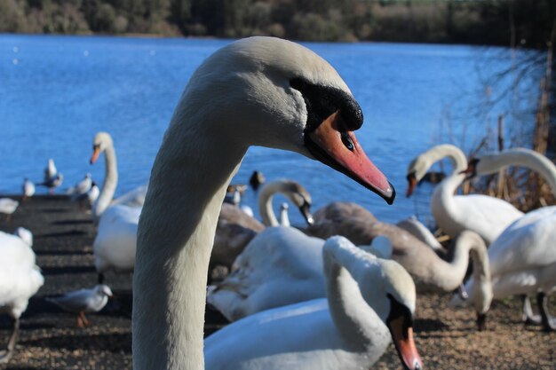 Close-up of swan in lake