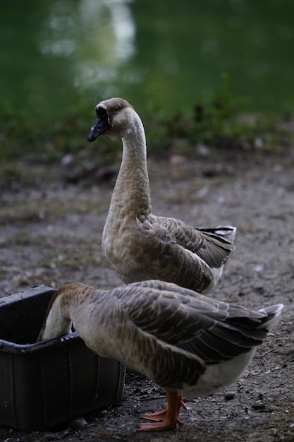 Close-up of swan on lake