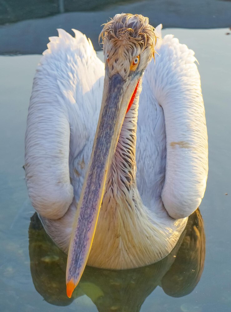 Photo 湖の中の天<unk>のクローズアップ