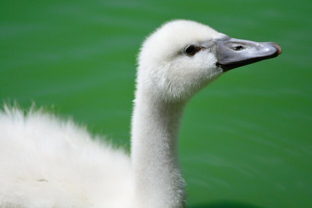 Close-up of swan on lake