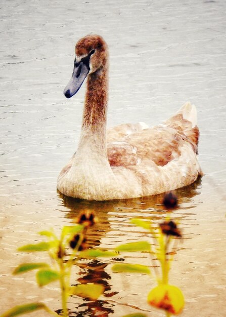 Close-up of swan in lake