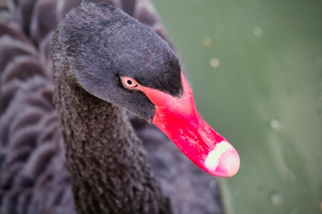 Foto close-up di un cigno nel lago