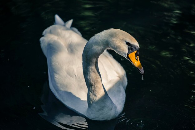 Photo close-up of swan at lake