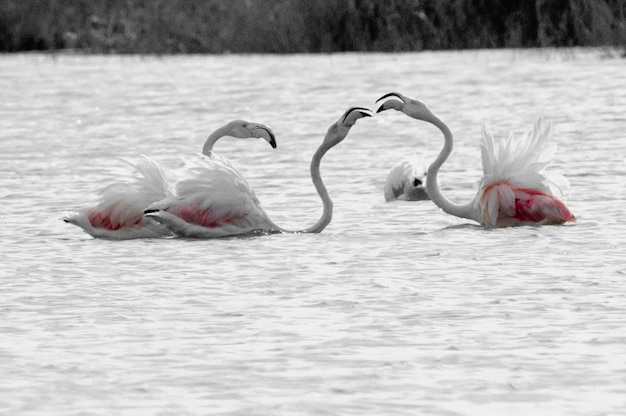 Foto close-up di un cigno nel lago