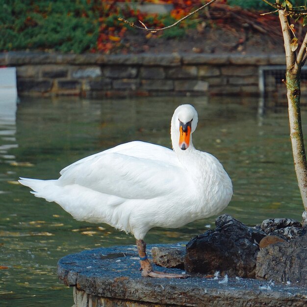 close-up of swan perching by lake