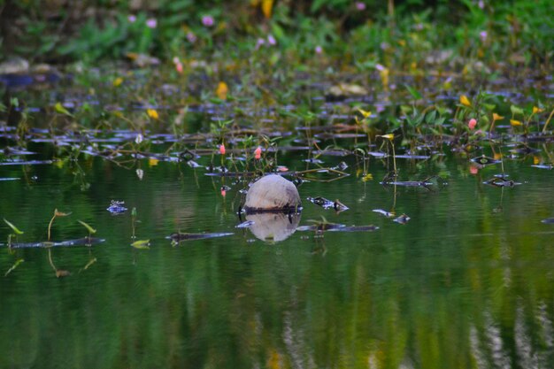 Close-up of swan swimming in lake