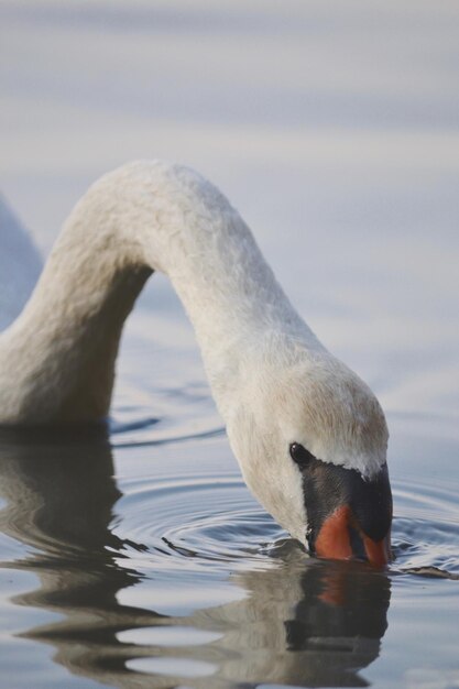 Photo close-up of swan swimming in lake