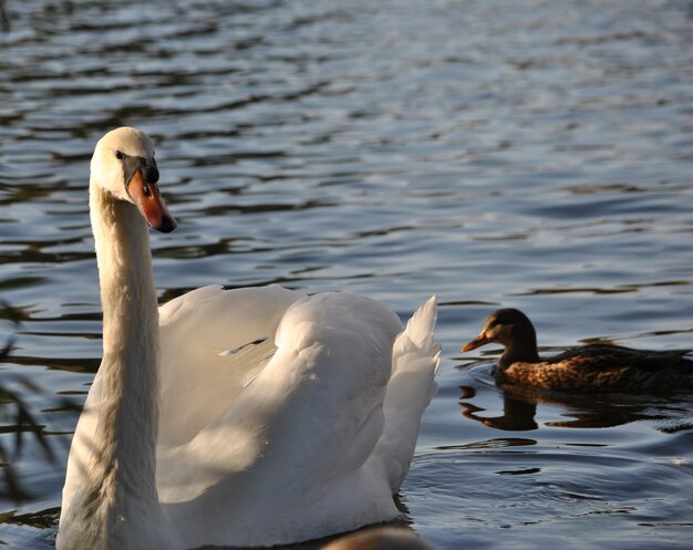 Close-up of swan swimming on lake