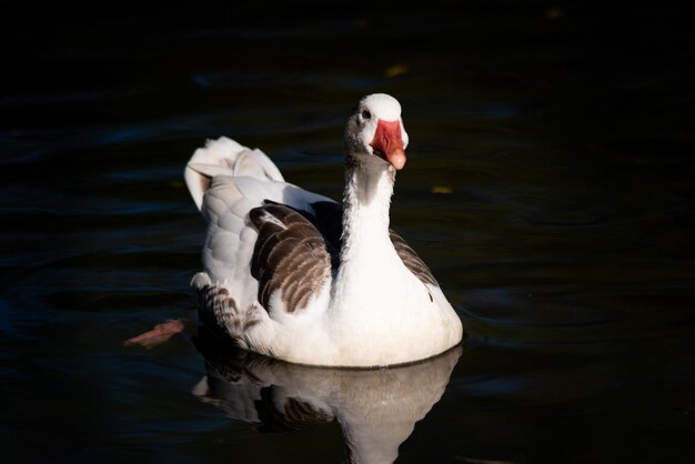 Close-up of swan swimming in lake