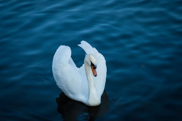 Close-up of swan swimming in lake