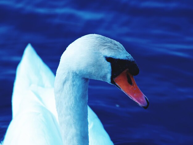 Close-up of swan swimming in lake