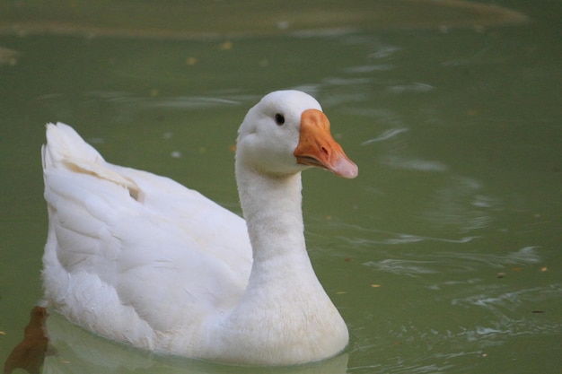 Photo close-up of swan swimming in lake