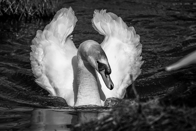 Photo close-up of swan swimming in lake