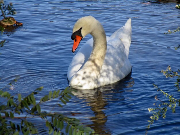 Close-up of swan swimming in lake