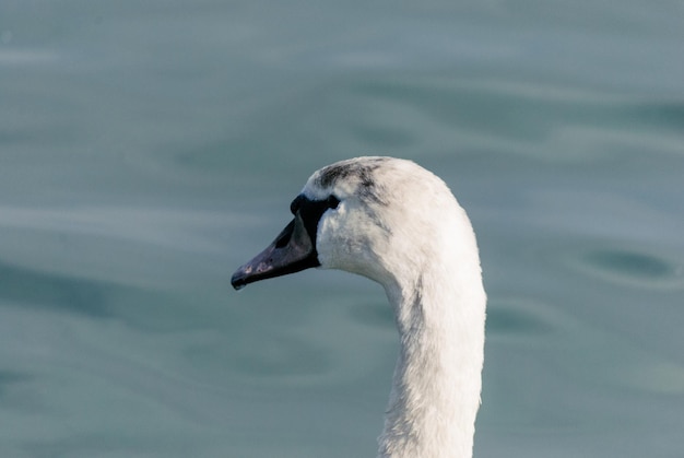 Foto close-up di un cigno che nuota nel lago